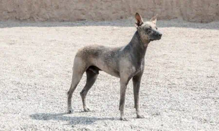 Peruanischer Nackthund im Porträt