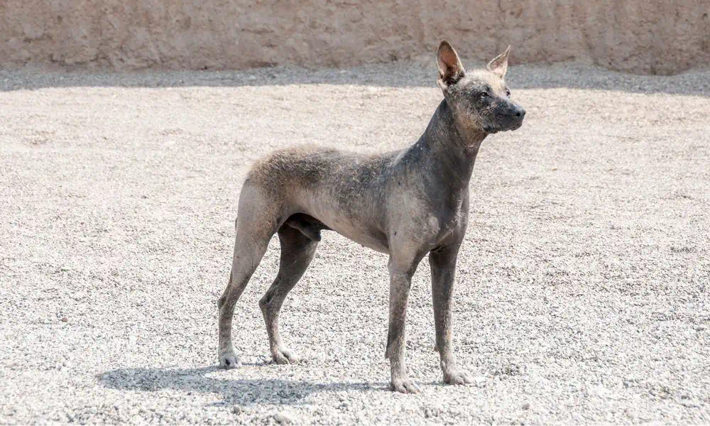 Peruanischer Nackthund im Porträt