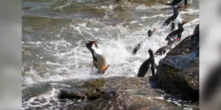 Pinguin versucht, Fotograf mit Posen zu beeindrucken - Die Fotos sind zum Totlachen