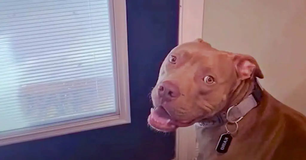 Pitbull wartet ungeduldig vor der Tür - Seine Reaktion, als sie sich öffnet, lässt Herzen schmelzen