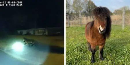 Pony posiert nach lustiger Verfolgungsjagd mit Polizei für Selfies als wäre nichts gewesen