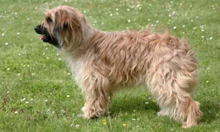 Pyrenäen-Schäferhund (Berger des Pyrénées) im Porträt