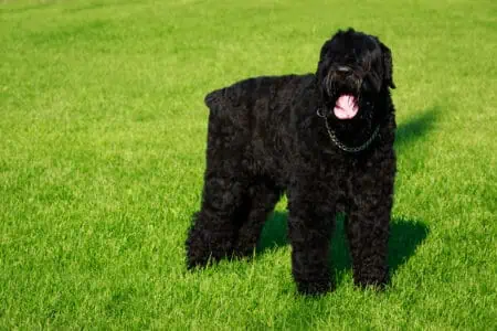 Russischer Schwarzer Terrier im Rassenporträt (mit Bildern)