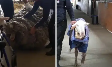 Schaf wird von 35 kg eigener Wolle fast erdrückt - Dann folgt eine wunderbare Verwandlung