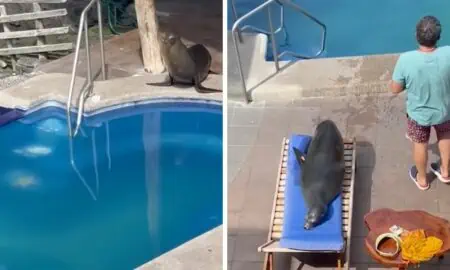 Seelöwe springt in den Pool - Was er dann macht, sorgt für schallendes Gelächter