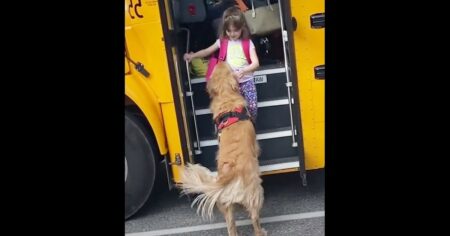So süß Golden Retriever holt Mädchen jeden Tag vom Schulbus ab und trägt ihren Rucksack nach Hause