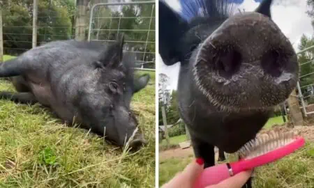 So süß Schwein genießt es, gekämmt zu werden - Niedliches Video verzaubert das Internet