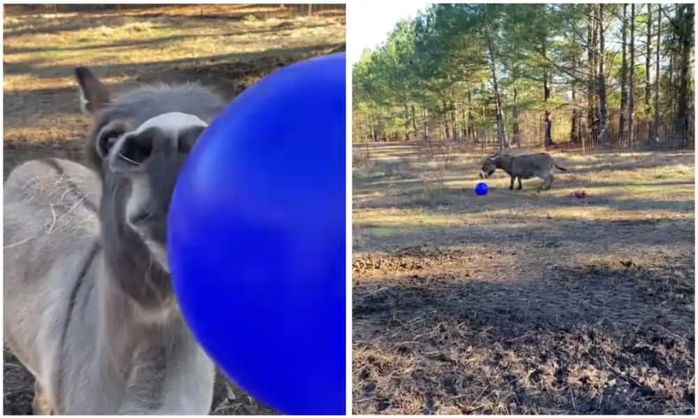 Süßer Esel bekommt einen neuen Ball geschenkt - Seine Reaktion ist einfach unbezahlbar