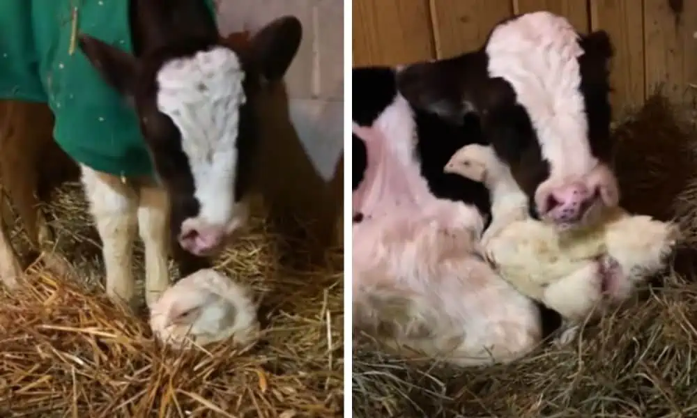 Süßes Video Die Reaktion dieser Baby-Kuh auf ein Huhn verzaubert absoluten jeden Tierfreund