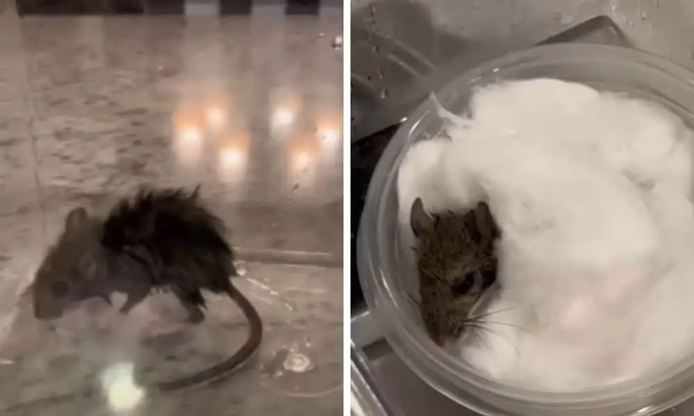 Süßes Video Mann rettet unterkühlte Maus - und wird im Internet als Held gefeiert