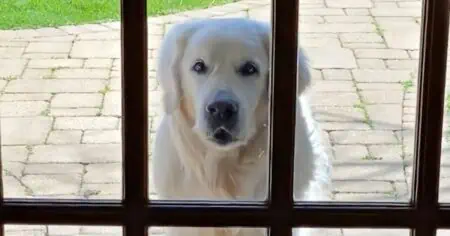 Tauber und blinder Hund besucht jeden Tag seine Nachbarn - Der Grund dafür lässt einfach alle Herzen schmelzen