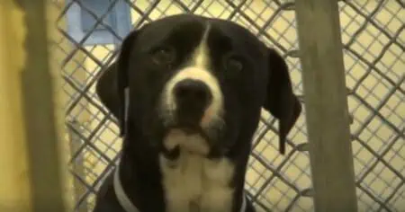 Tierheim-Hund soll eingeschläfert werden - was kurz vorher passiert, rührt zu Tränen
