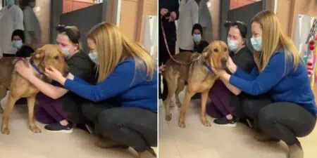 Tierheim-Hund wird endlich adoptiert - was er tut, bevor er das Tierheim verlässt, rührt zu Tränen