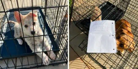 Tierheim findet zwei Hunde mit einer Notiz Als sie den Zettel lesen, sind sie unfassbar traurig