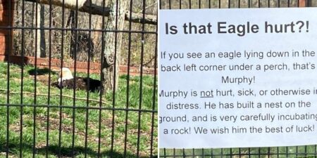 Tierparkbesucher besorgt Adler hockt tagelang auf dem Boden - dann trauen sie ihren Augen kaum