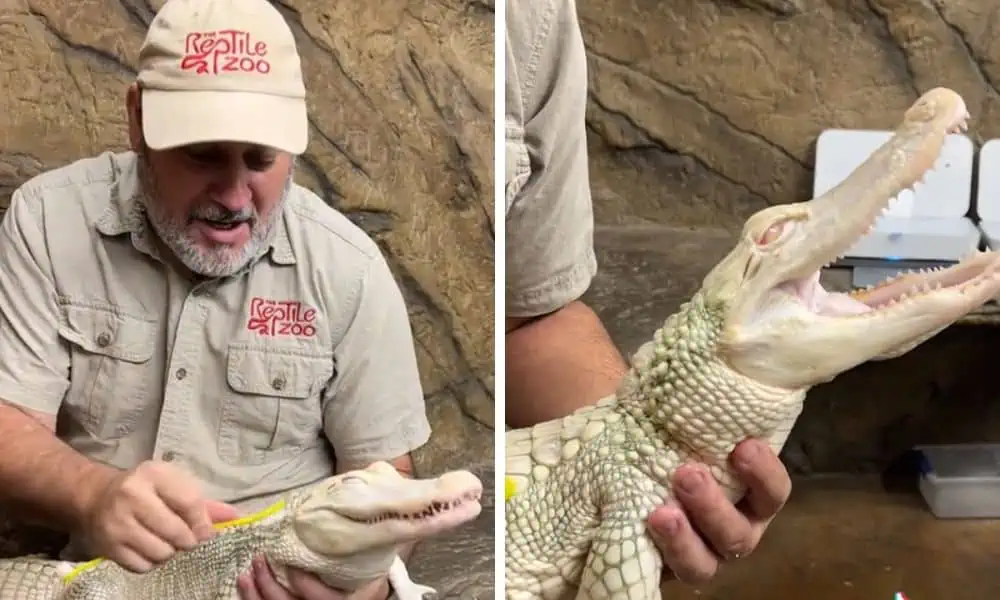 Tierpfleger wäscht Baby-Alligator - seine Reaktion ist unglaublich niedlich
