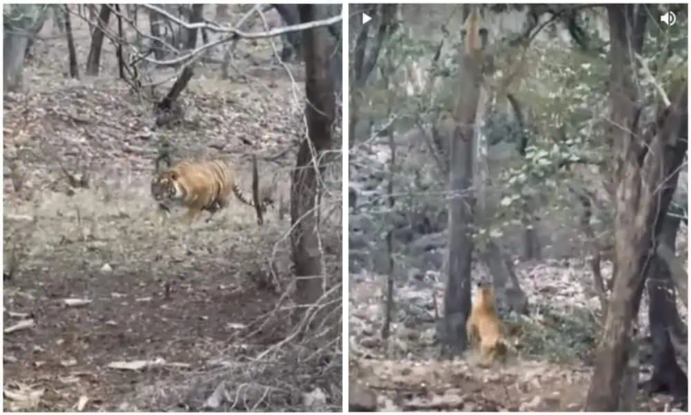Tiger attackiert Leopard - doch einer der beiden ist schneller…