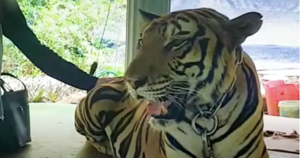 Tiger aus Betonhölle und Ketten befreit - So überwältigend sind seine ersten Schritte in Freiheit