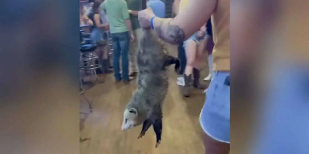 Ungewöhnlicher Gast Freches Opossum muss aus Bar geworfen werden und es fließen Lachtränen