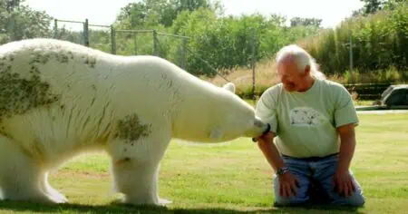 Unglaubliche Geschichte Mann zog Eisbär-Baby von Hand auf - So ist ihre Beziehung heute