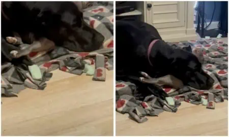 Hund benutzt Französische Bulldogge als Kopfkissen - Ihre Reaktion sorgt für gewaltige Lachtränen
