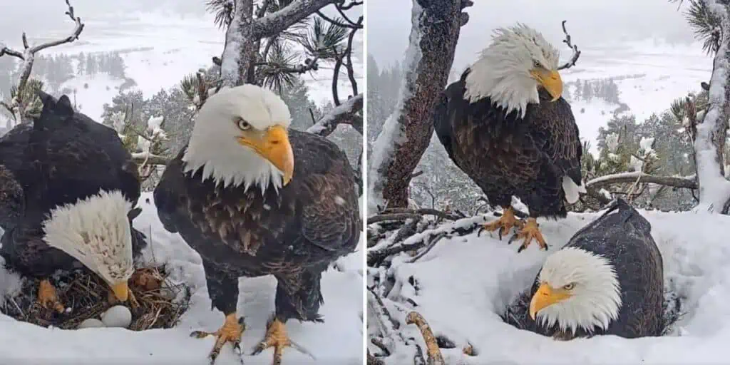 Versteckte Kamera zeigt Dieser Adler tut einfach alles für sein Weibchen