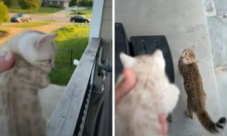 Video Baby-Katze ruft nach seiner Mutter  – Die Reaktion der Mutter begeistert das ganze Internet