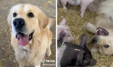 Video Die Reaktion dieses Golden Retrievers auf “seine Schweine”, lässt alle Herzen höher schlagen