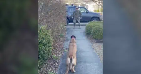 Video Wie dieser Hund reagiert, als er sein Soldaten-Herrchen wiedersieht, geht unter die Haut