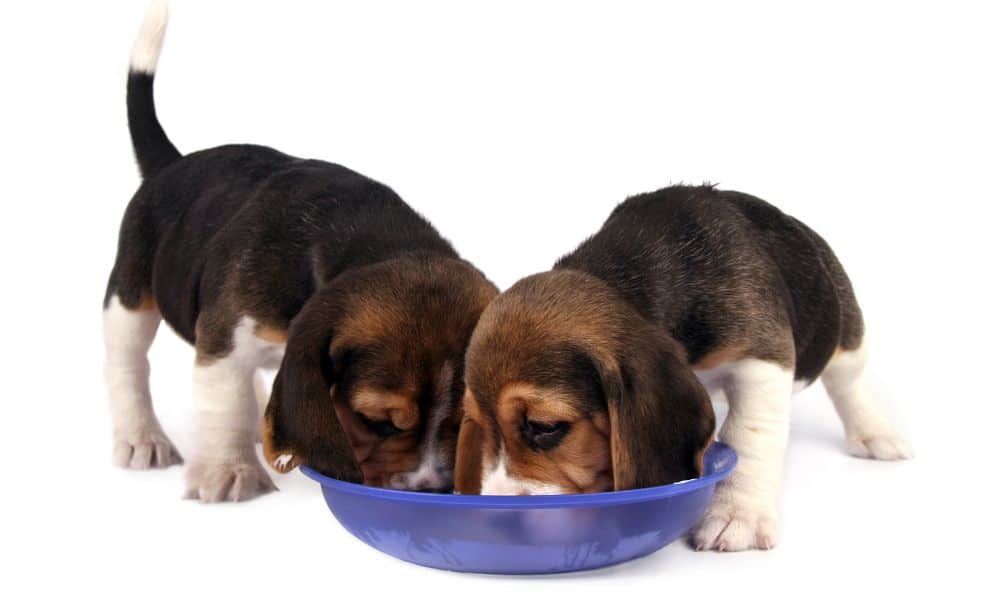 Welpe frisst alles vom Boden? 4 Gründe & Tipps für Lösung