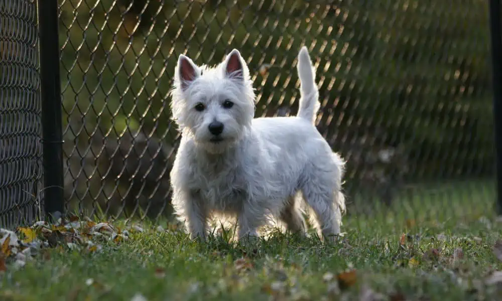 West Highland White Terrier (Westie) im Porträt