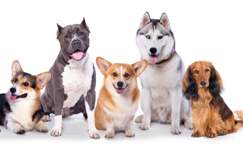 Was sind die Ursachen und Auslöser von ADHS bei Hunden?