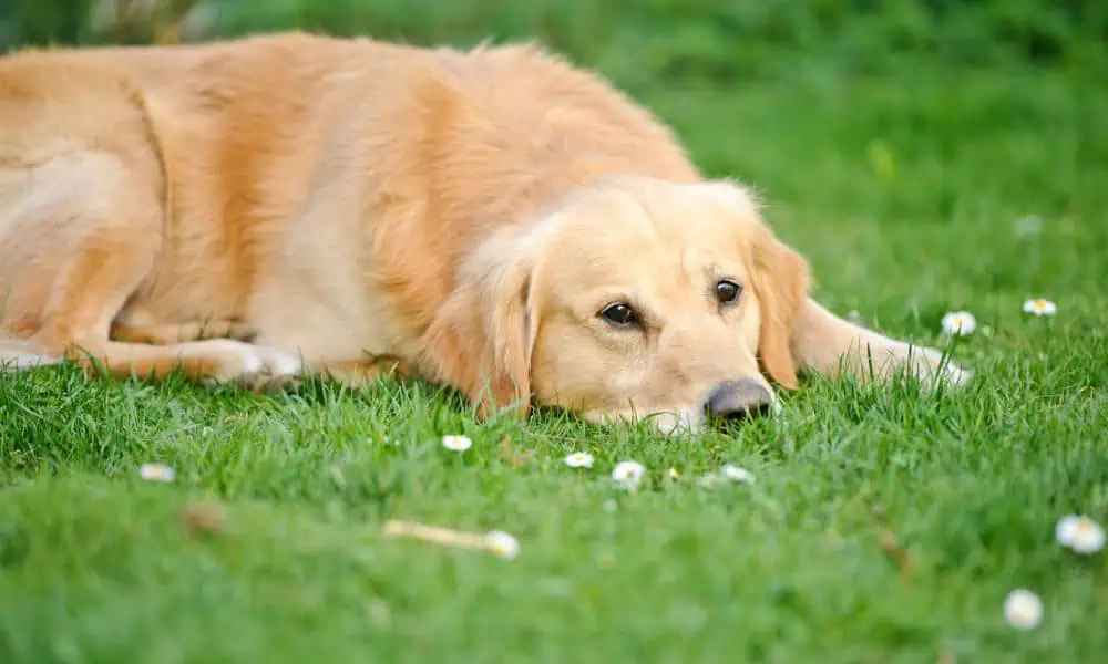 Kurz & Knapp: Können Giardien beim Hund auf den Menschen übertragen werden?