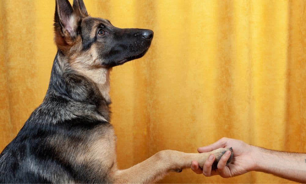 Kurz & Knapp: Hundepfoten Pflege - Welche Hausmittel eignen sich besonders?