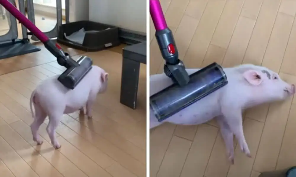 Zuckersüßes Video geht viral Mini Schweinchen lässt sich vom einem Staubsauger absaugen