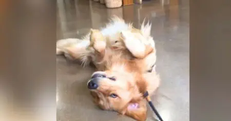 Golden Retriever will Tierhandlung nicht verlassen - Was er dann macht, bringt alle zum Lachen