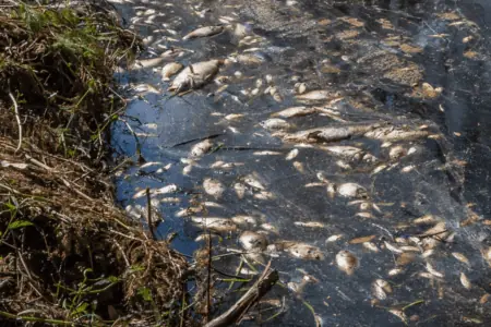 Soweit man sehen kann nur tote Fische Darum kommt es in Australien zum Massensterben von Fischen