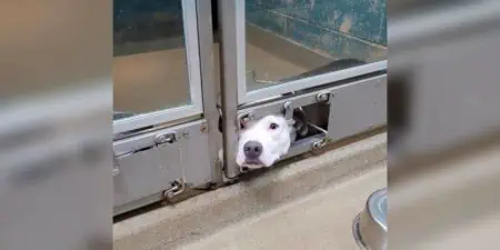 httpswww.thedodo.comdaily-dododog-pokes-face-out-of-shelter-kennel-so-she-can-watch-her-friends-get-adopted
