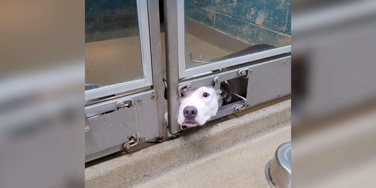 Dog pokes face out of shelter kennel so she can watch her friends get adopted