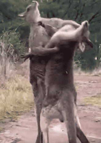 Mixed Martial Arts im Känguru-Style
