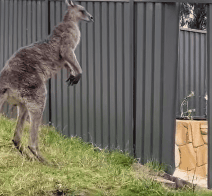 Das Wegwerf-Känguru