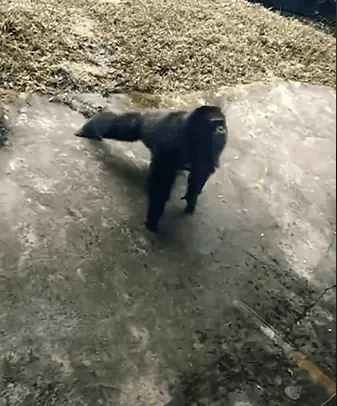 Der Workout-Schimpanse