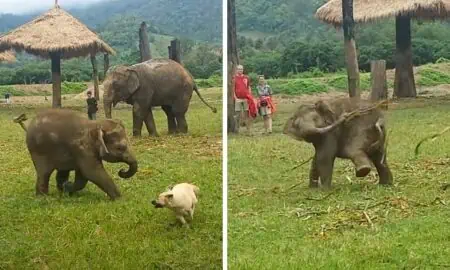 Baby-Elefant spielt Fangen mit Hund - Seine Reaktion auf seinen Misserfolg ist einfach nur süß