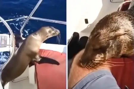 Baby-Seelöwe springt zu Bootsfahrer an Bord - was dann passiert, ist einfach zuckersüß