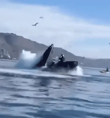 Der Moment des Schreckens: Buckelwal verschluckt Kajakfahrer