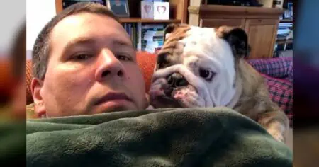 Bulldogge darf nicht mit Papa kuscheln - Seine Reaktion bringt Millionen Menschen zum Lachen