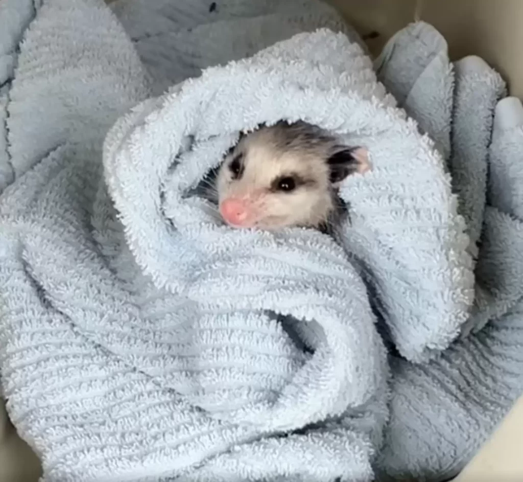 Das Opossum-Baby musste so schnell wie möglich aus dem Pool heraus