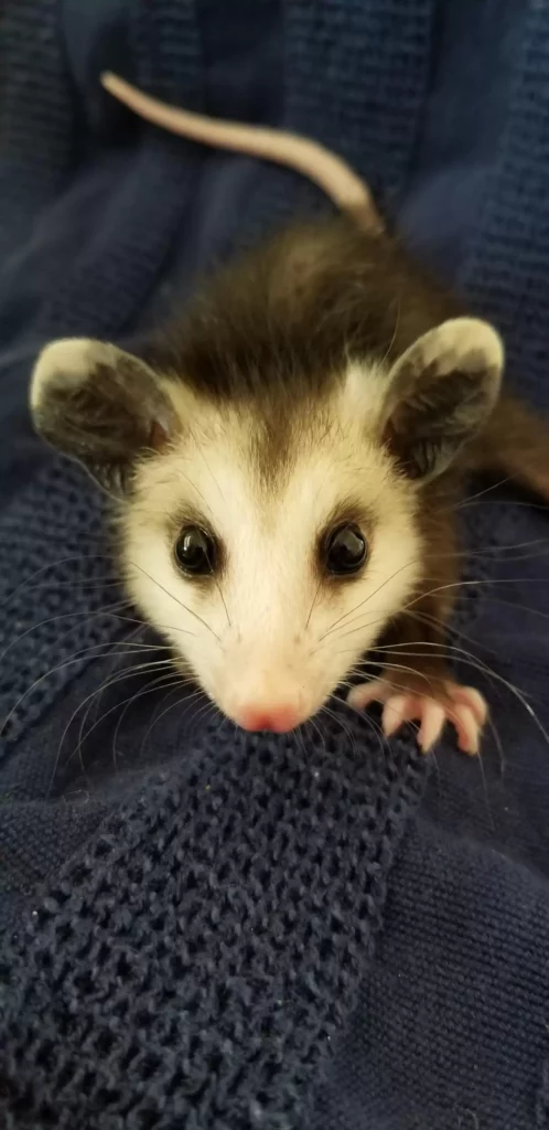 Das Opossum-Baby wird nicht in seine Familie zurückkehren