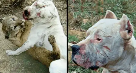 Dieser mutige Pitbull kämpft gegen wilden Puma Damit rettet er zwei Kindern das Leben - heftig