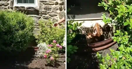 Ehepaar hört Kinderschreie im Garten: Wen sie dann im Brunnen entdecken, rührt Tierfreunde zu Tränen